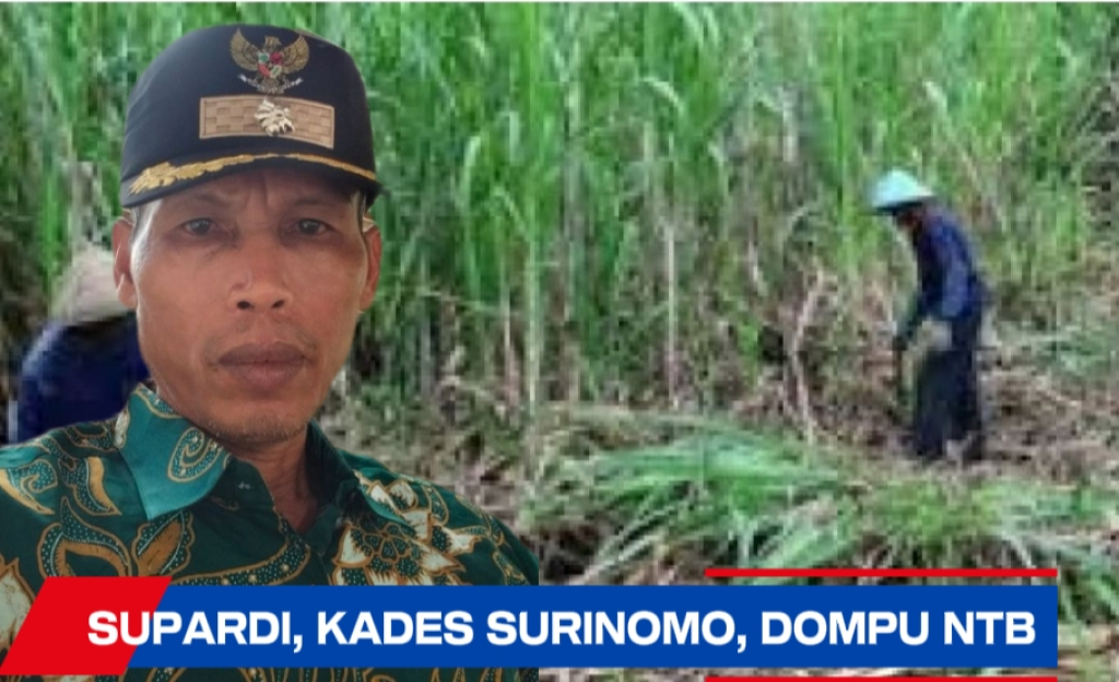 Supardi, Kades Surinomo Kecamatan Pekat, Kabupaten Dompu NTB. Kawasan Kecamatan Pekat berada di lereng Gunung Tambora dengan komoditas jagung, tebu, sarang burung walet, kopi dll.