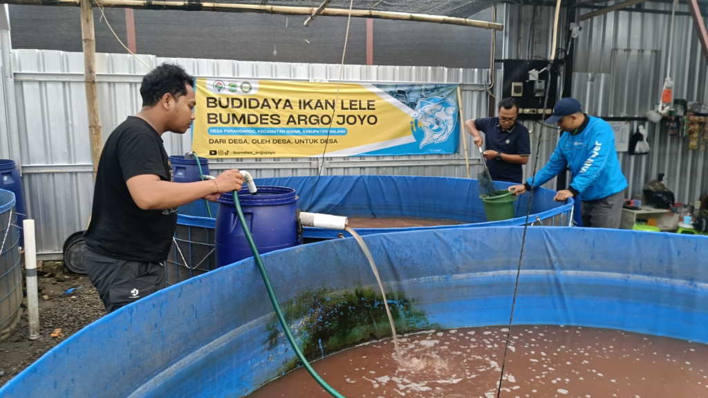 Suasana budidaya ilan lele.