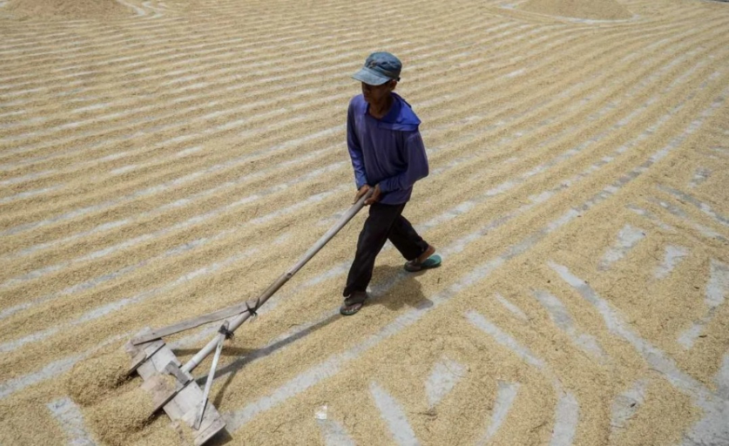 Seorang pekerja meratakan gabah saat penjemuran di area penggilingan. Hingga akhir April 2026, Perum BULOG mencatat serapan gabah mencapai 166.135 ton atau setara 84.978 ton beras, melampaui target.