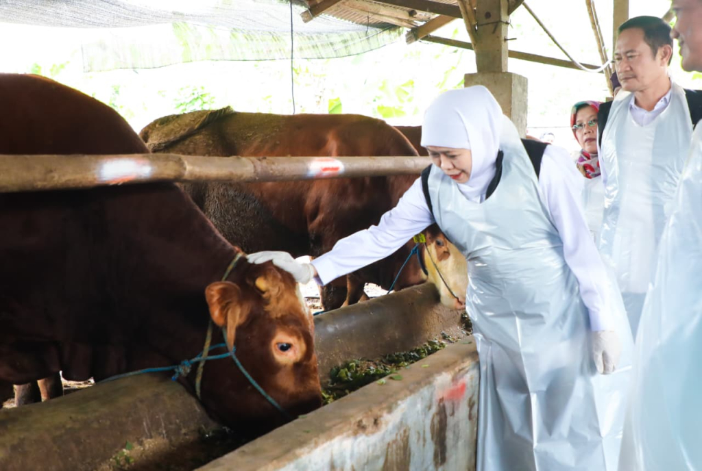 Gubernur Jawa Timur Khofifah Indarparawansa didampingi Bupati Lamongan Yurohnuer Effendi saat memantau hewan ternak untuk kebutuhan idul adha.