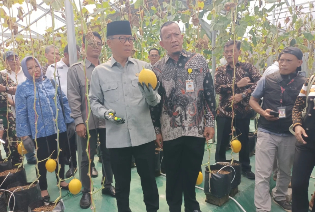 Mendes PDT Yandri Susanto berada di green house BUMDesa Tuntang Sejahtera tengah memanen buah melon premium. Kemendesa mendorong agar BUMDesa bisa ekspor produk unggulan desa. (Foto Humas Kemendes)