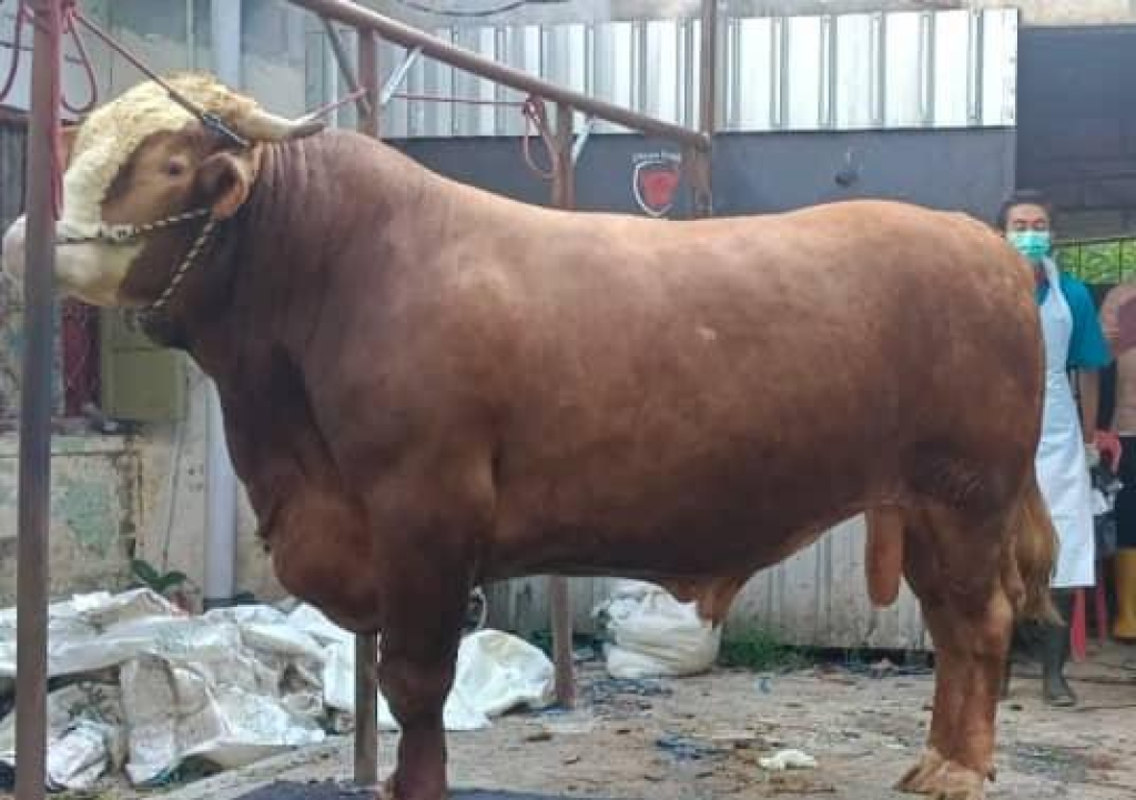 Salah satu sapi dengan berat diatas 1 Ton di beli Presiden Prabowo dari warga Bondowoso untuk kurban di Bondowoso. (Foto JatimUPdate.id)