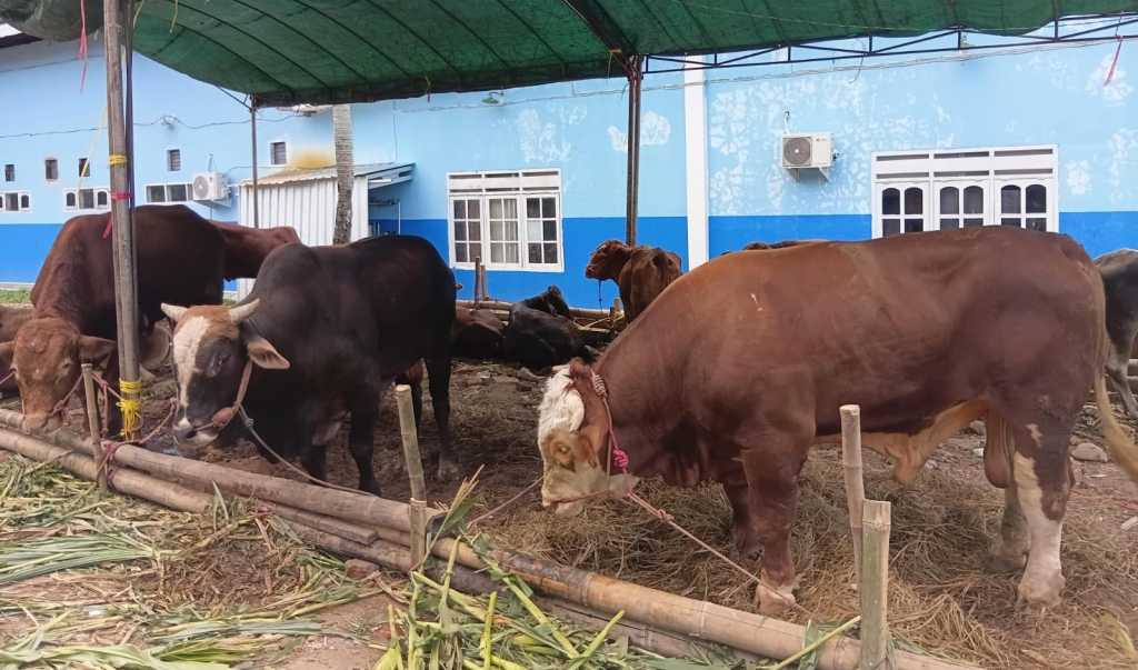 Sapi kurban di Ponpes Al-Ishlah Bondowoso, Rabu (27/5/2026). Total 941 hewan pada Idul Adha tahun ini, termasuk sapi dari Presiden Prabowo Subianto, Kapolri, Menko Pangan, Panglima TNI.