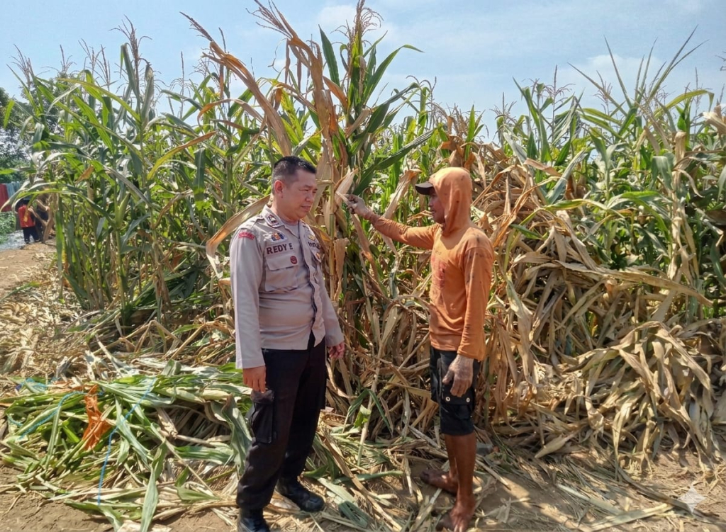 Polsek Winongan bersama Gugus Tugas Ketahanan Pangan laksanakan pemantauan lahan pertanian holtikultura di Desa Menyarik, Kecamatan Winongan, Kabupaten Pasuruan, Rabu (27/05/2026).