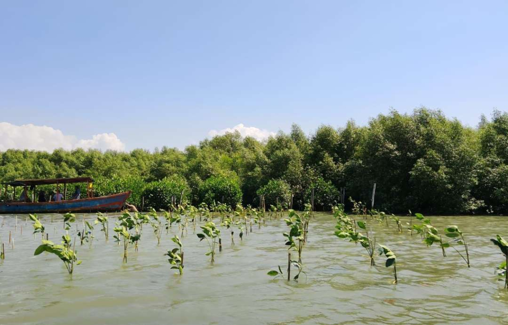 Hasil penanaman mangrove pada Sabtu (27/6) di area Romokalisari, Surabaya