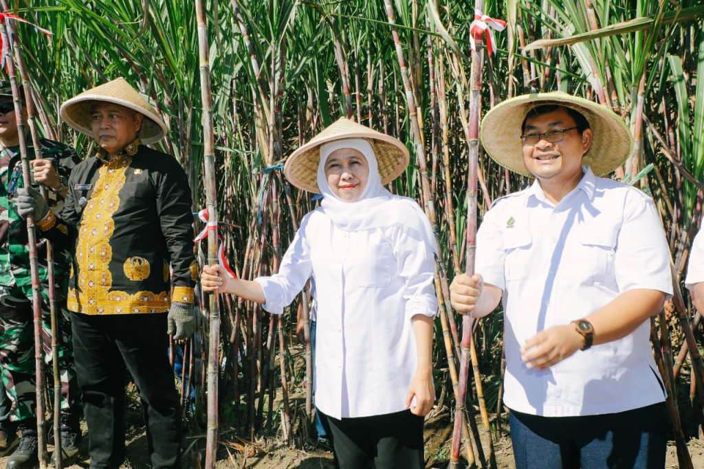 Gubernur Jatim Panen Tebu di Gondanglegi Malang