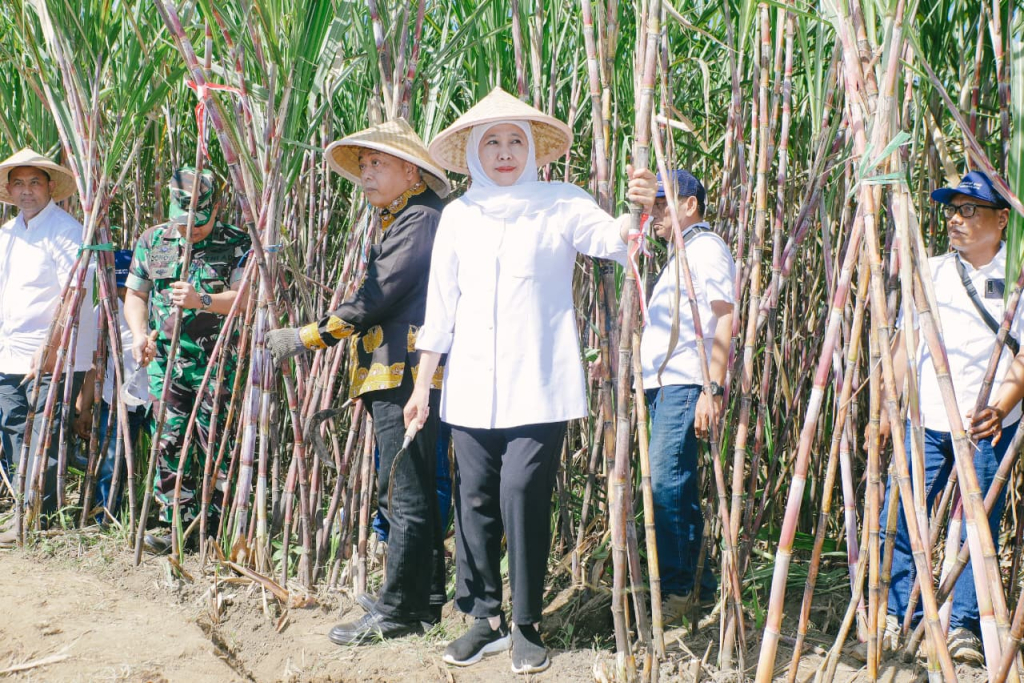 Gubernur Jawa Timur Khofifah Indar Parawansa memimpin panen dan tanam tebu serentak Program Bongkar Ratoon dan Perluasan Areal Tebu 2026 di Desa Putukrejo, Kecamatan Gondanglegi, Kabupaten Malang