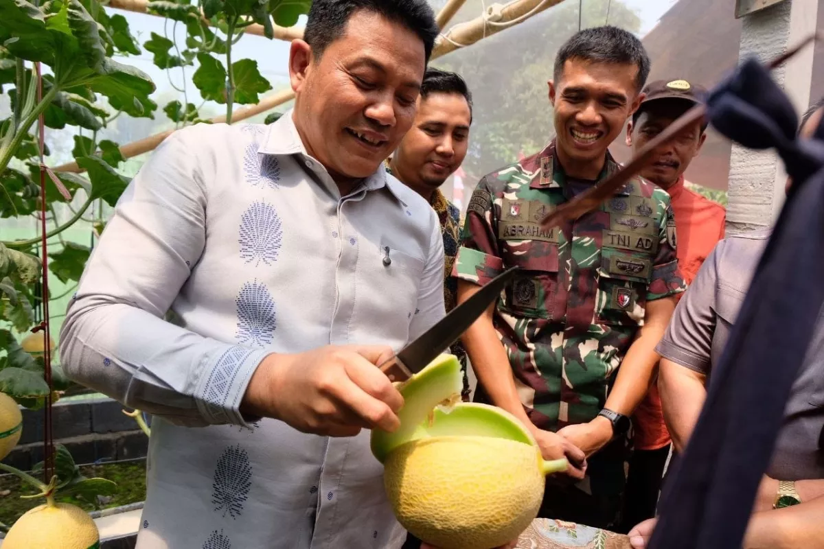 BUMDes Candi Negoro Sidoarjo Sulap Greenhouse Jadi Wisata Petik Melon Hidroponik, Panen Capai 1,5 Ton
