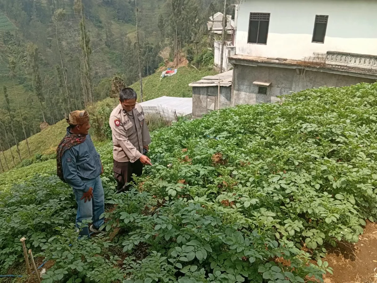 Bhabinkamtibmas Tosari Rutin Cek Tanaman Kentang, Dukung Ketahanan Pangan Warga