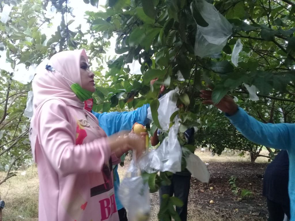 Wisata Petik Jambu di Kebaron Sidoarjo, Bakal Diseriusi.