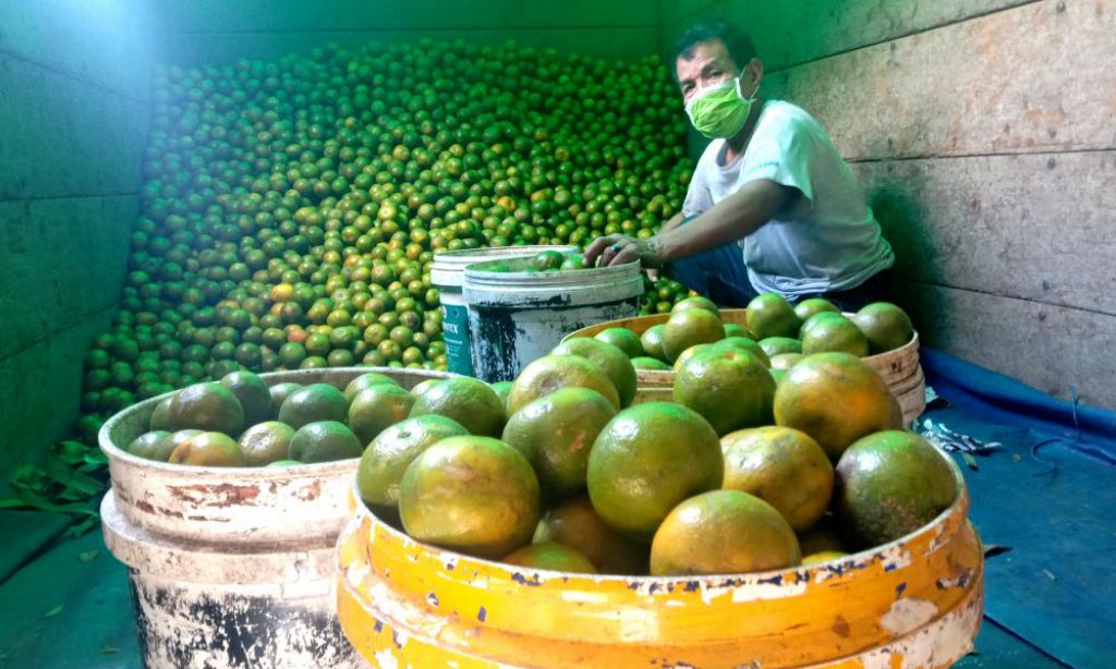Tingkatkan Imun Tubuh, Penjualan Jeruk Kintamani di PIOS Meningkat