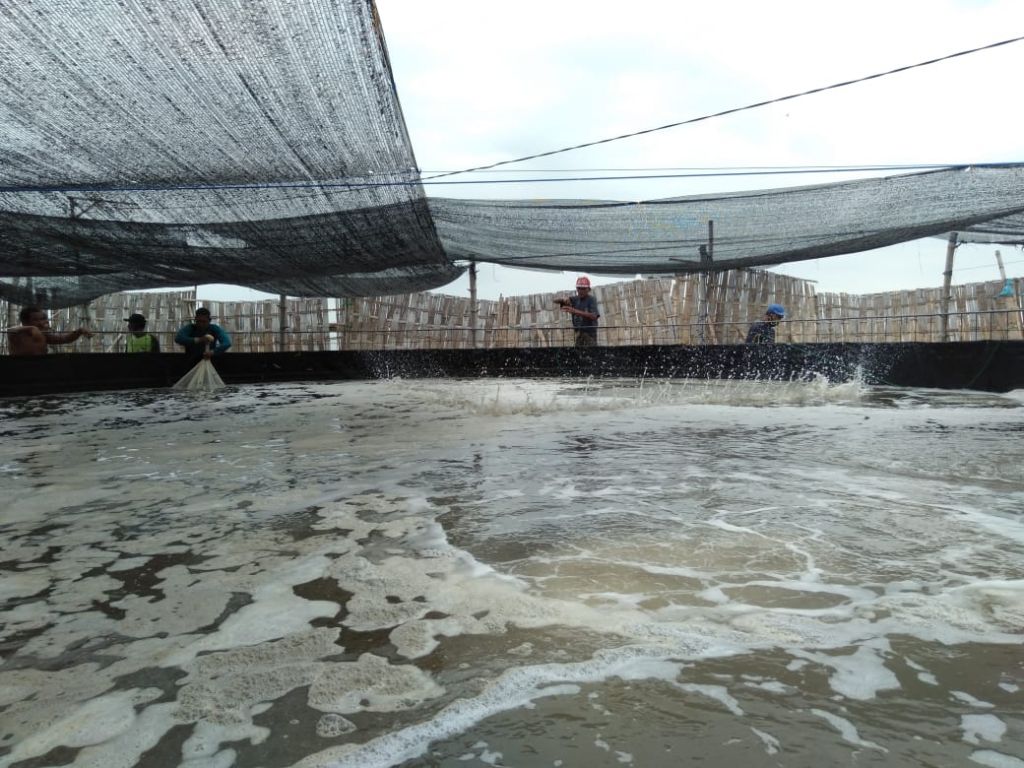 Dosen UB kembangkan Teknologi Aerator Venturi  untuk Tambak Udang Millenial